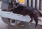 Kittykoo
