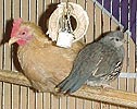 Odd Pair